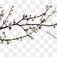 唯美好看杏花微信头像