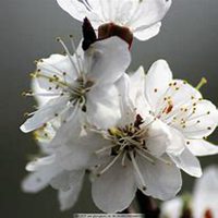 唯美好看杏花微信头像