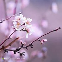 唯美好看杏花微信头像