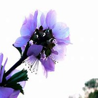 唯美好看杏花微信头像