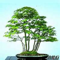 唯美好看枫树微信头像图片