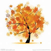 唯美好看枫树微信头像图片