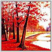 唯美好看枫树微信头像图片