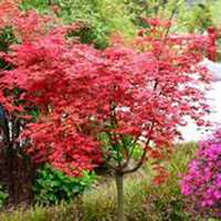 唯美好看枫树微信头像图片