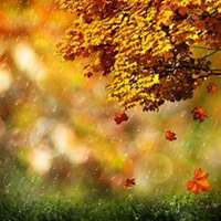 唯美好看枫树微信头像图片