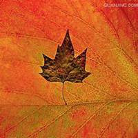 唯美好看枫树微信头像图片