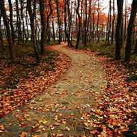 唯美好看枫树微信头像图片