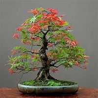 唯美好看枫树微信头像图片