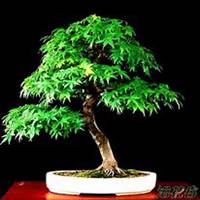 唯美好看枫树微信头像图片