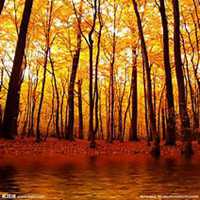 唯美好看枫树微信头像图片