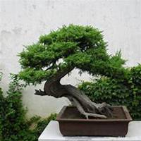 唯美好看柏树微信头像图片