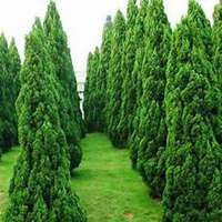 唯美好看柏树微信头像图片