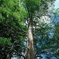 唯美好看柏树微信头像图片