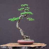 唯美好看柏树微信头像图片