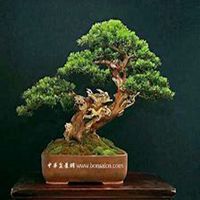 唯美好看柏树微信头像图片