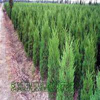 唯美好看柏树微信头像图片