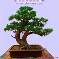 唯美好看柏树微信头像图片