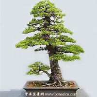 唯美好看柏树微信头像图片