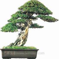 唯美好看柏树微信头像图片