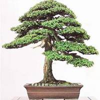 唯美好看柏树微信头像图片