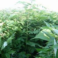 唯美好看柏树微信头像图片