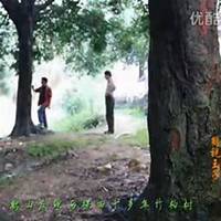 唯美好看柏树微信头像图片