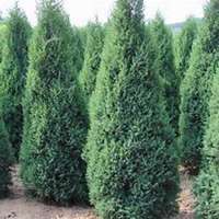 唯美好看柏树微信头像图片