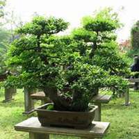 唯美好看柏树微信头像图片