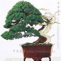 唯美好看柏树微信头像图片