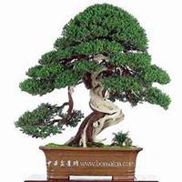 唯美好看柏树微信头像图片