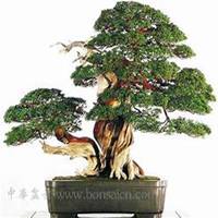 唯美好看柏树微信头像图片