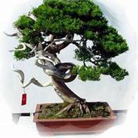 唯美好看柏树微信头像图片