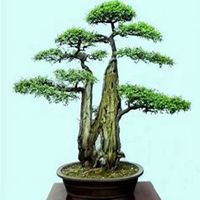 唯美好看柏树微信头像图片