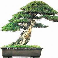 唯美好看柏树微信头像图片