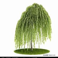 唯美好看柳树微信头像图片