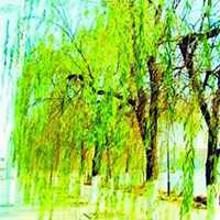 唯美好看柳树微信头像图片