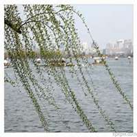 唯美好看柳树微信头像图片