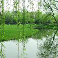 唯美好看柳树微信头像图片