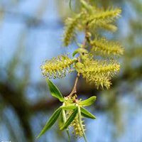 唯美好看柳树微信头像图片