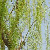 唯美好看柳树微信头像图片