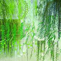 唯美好看柳树微信头像图片