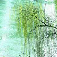 唯美好看柳树微信头像图片