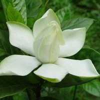 唯美好看栀子花微信头像