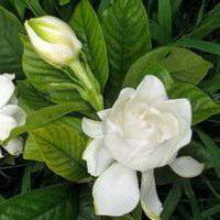 唯美好看栀子花微信头像