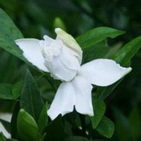 唯美好看栀子花微信头像