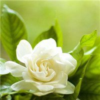 唯美好看栀子花微信头像