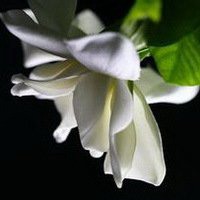 唯美好看栀子花微信头像