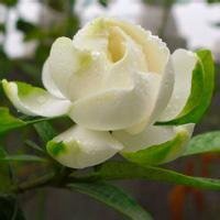 唯美好看栀子花微信头像