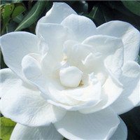 唯美好看栀子花微信头像