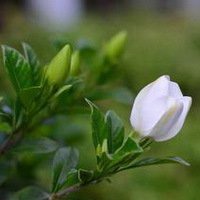 唯美好看栀子花微信头像